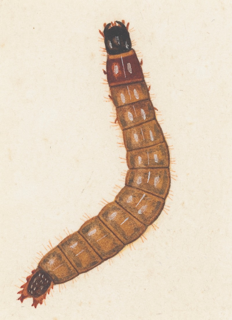 Entomology watercolour Pl.088 by George Hudson — digital art print download