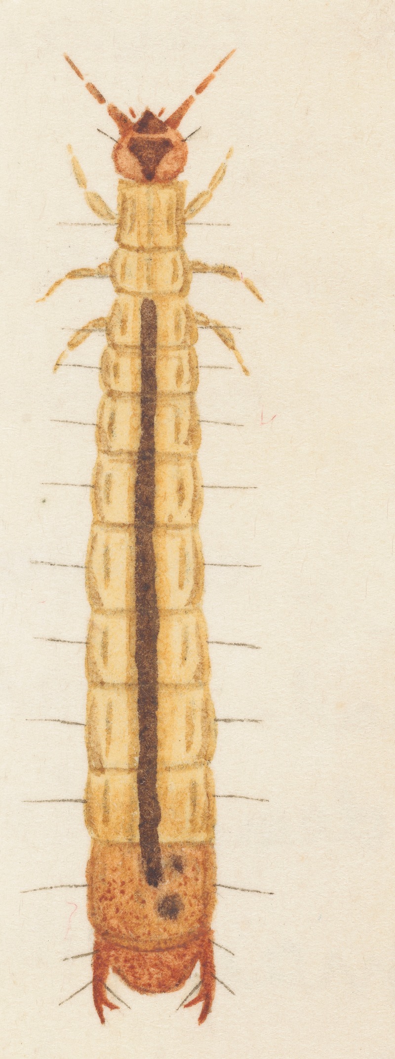 Entomology watercolour Pl.089 by George Hudson — digital art print download