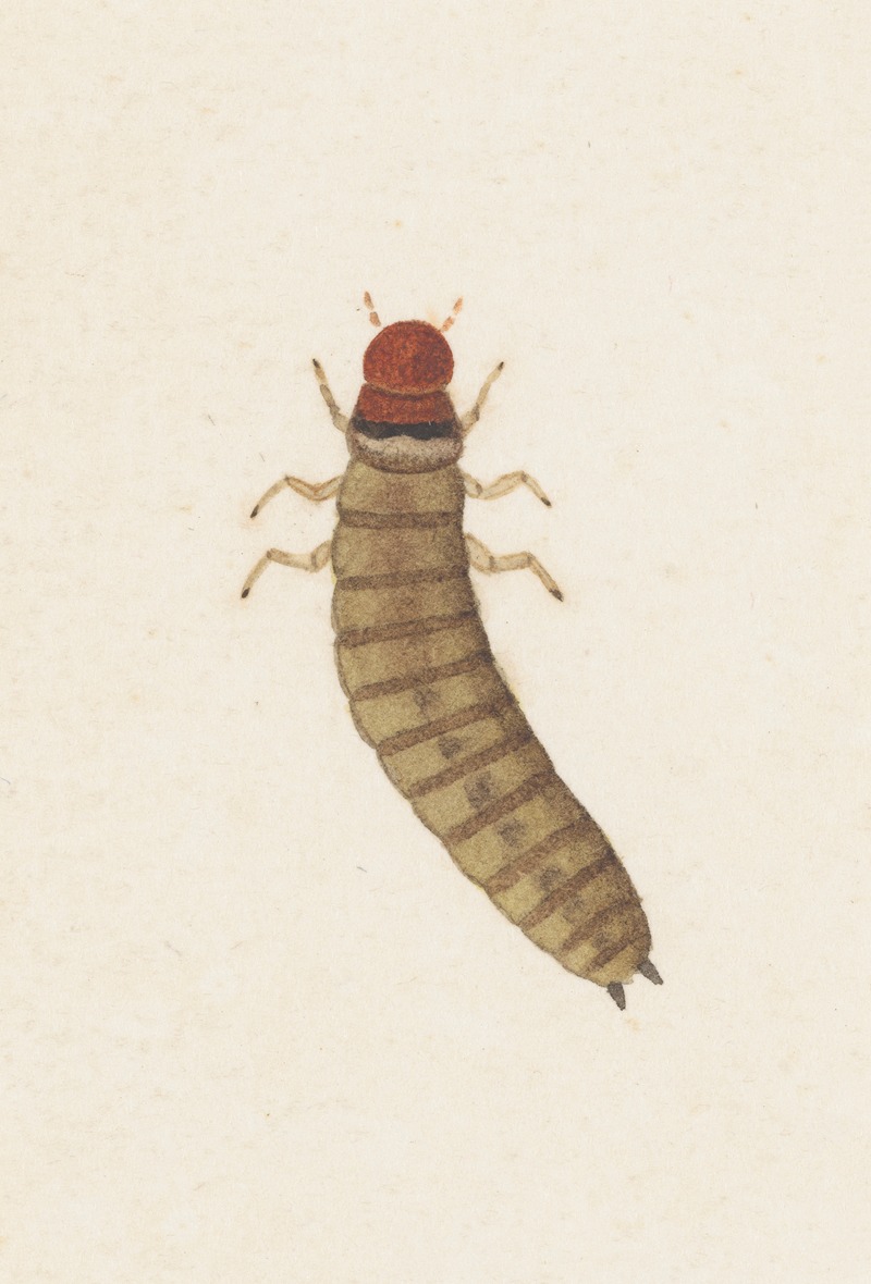 Entomology watercolour Pl.090 by George Hudson — digital art print download