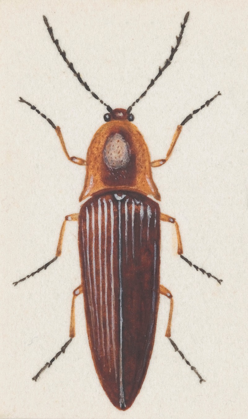 Entomology watercolour Pl.091 — George Hudson
