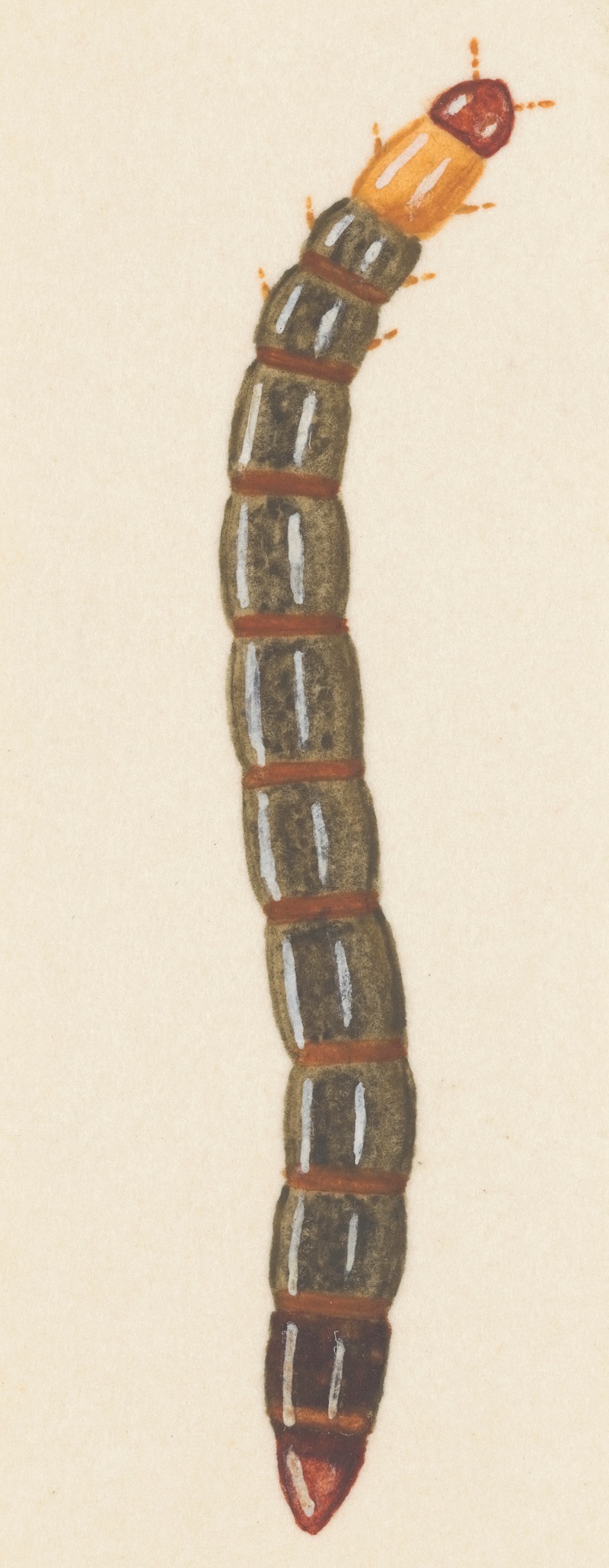 Entomology watercolour Pl.092 by George Hudson — digital art print download