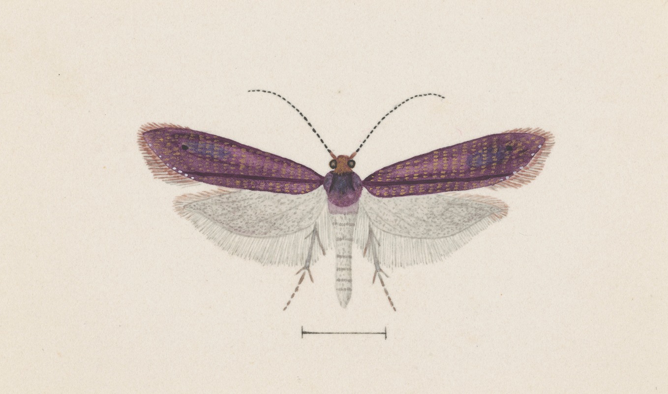Entomology watercolour Pl.093 — George Hudson