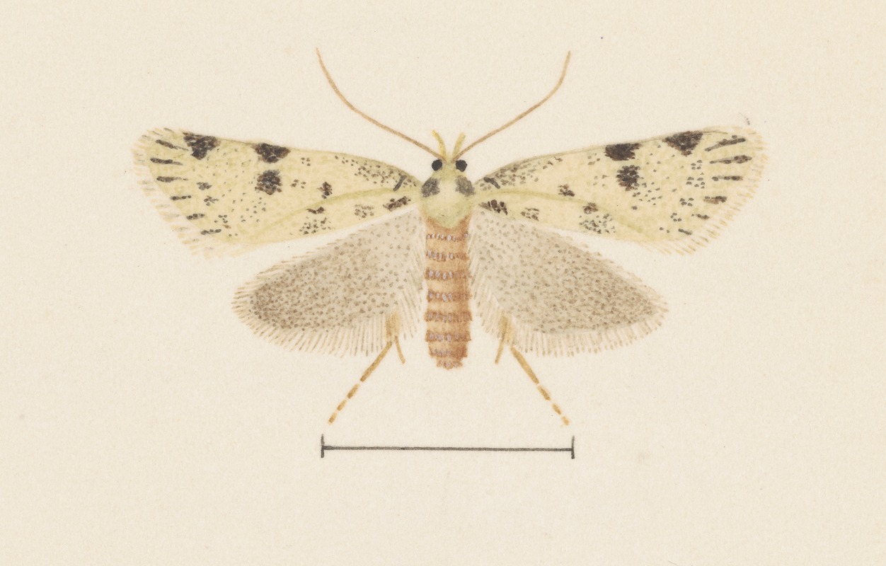 Entomology watercolour Pl.094 — George Hudson