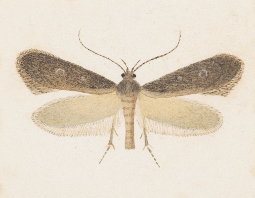 Entomology watercolour Pl.096 — George Hudson