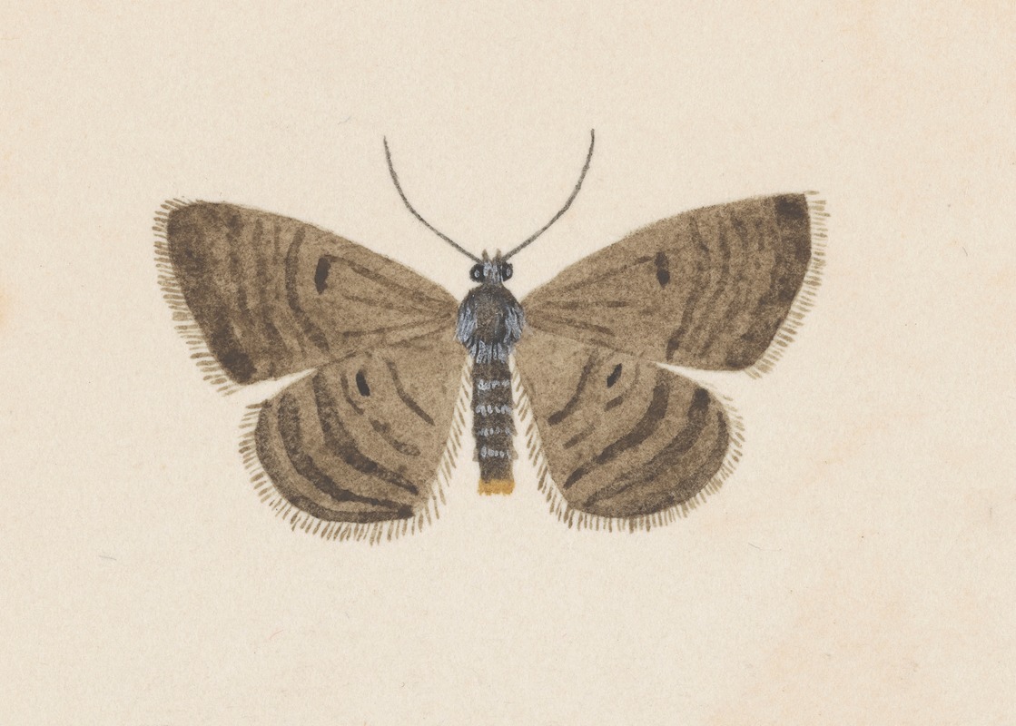 Entomology watercolour Pl.097 — George Hudson