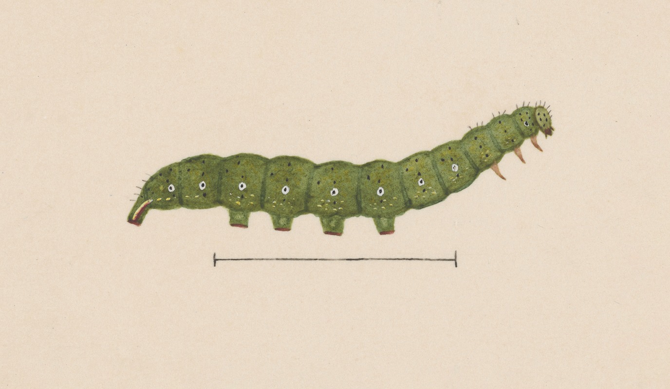 Entomology watercolour Pl.098 — George Hudson