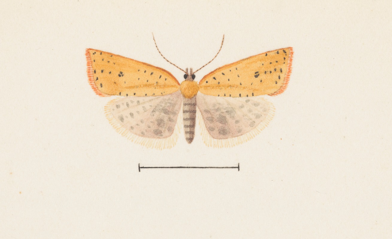 Entomology watercolour Pl.099 by George Hudson — digital art print download