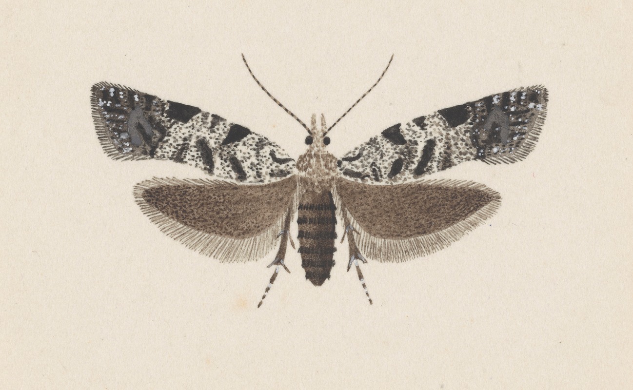 Entomology watercolour Pl.100 by George Hudson — digital art print download