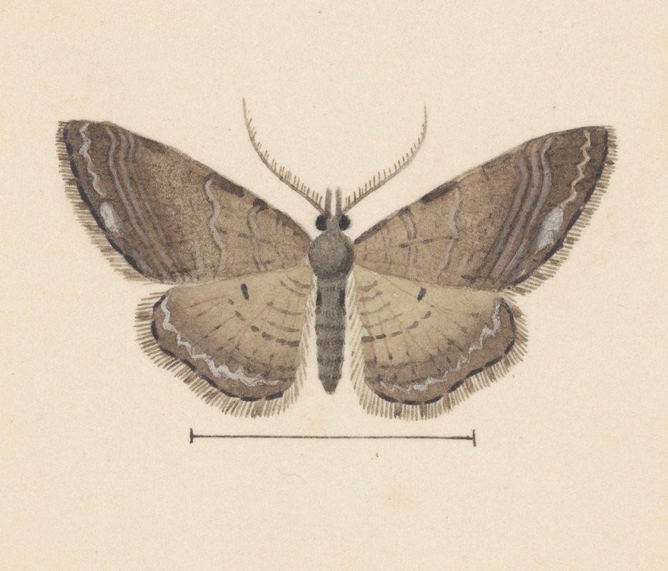 Entomology watercolour Pl.102 — George Hudson