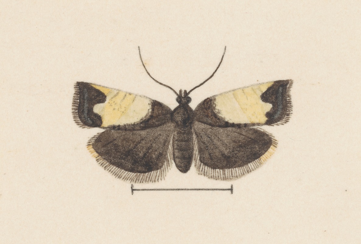 Entomology watercolour Pl.103 by George Hudson — digital art print download