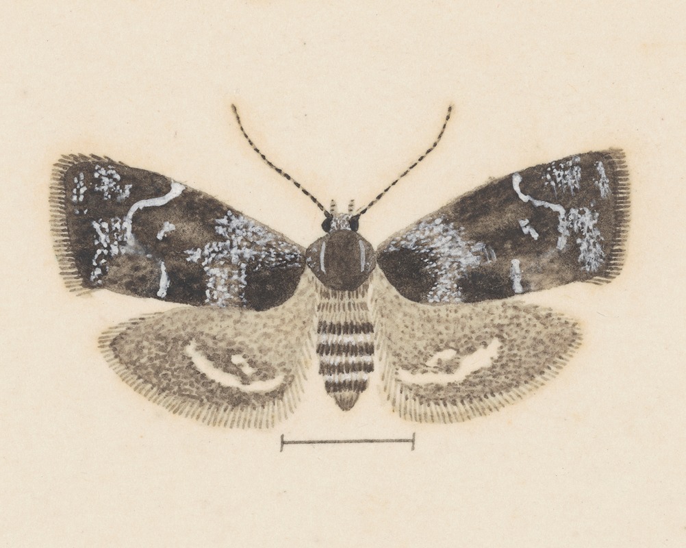 Entomology watercolour Pl.104 — George Hudson