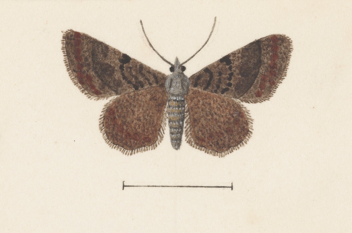 Entomology watercolour Pl.105 — George Hudson