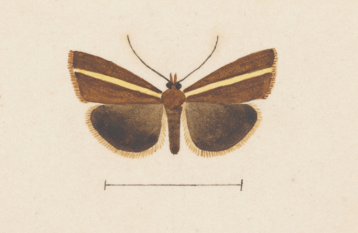 Entomology watercolour Pl.106 by George Hudson — digital art print download