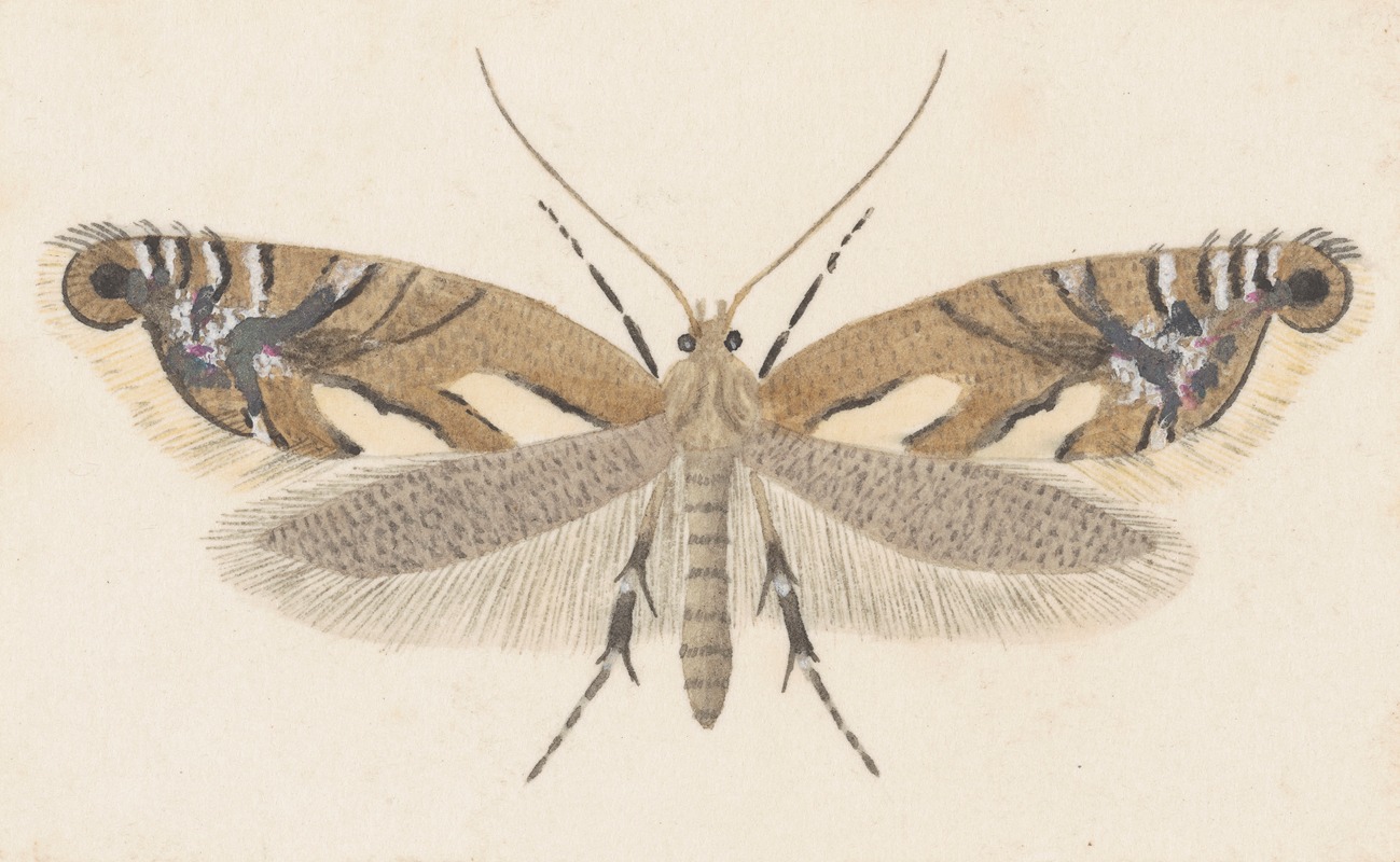 Entomology watercolour Pl.107 by George Hudson — digital art print download
