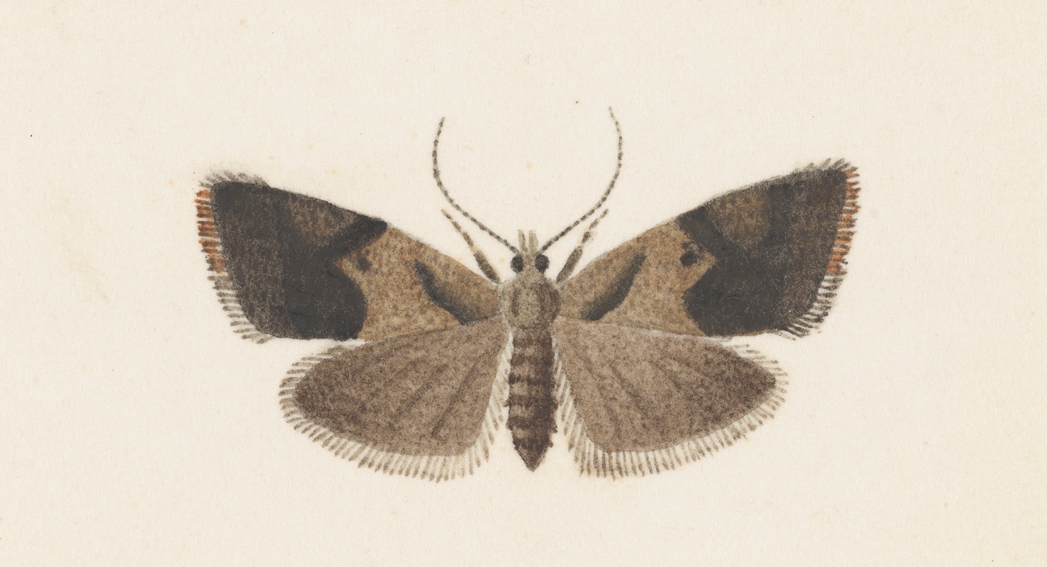 Entomology watercolour Pl.108 by George Hudson — digital art print download