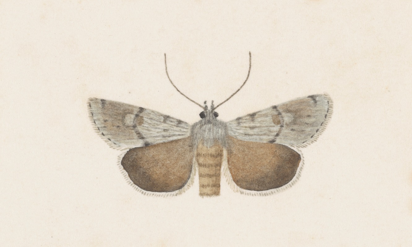 Entomology watercolour Pl.109 — George Hudson
