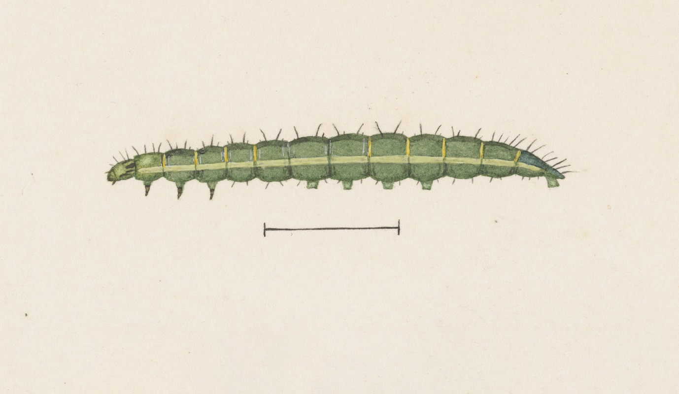 Entomology watercolour Pl.110 by George Hudson — digital art print download