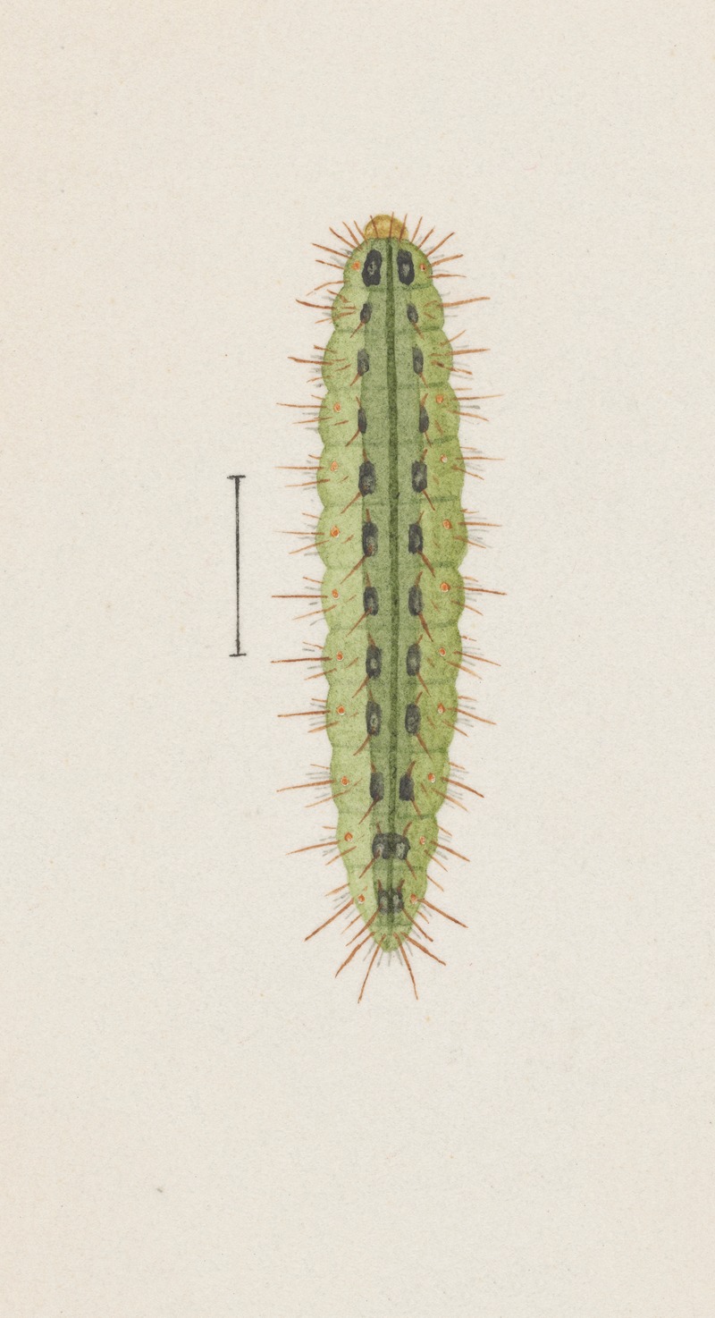 Entomology watercolour Pl.111 by George Hudson — digital art print download