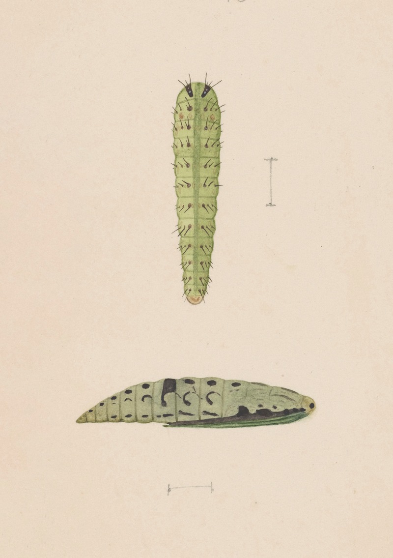 Entomology watercolour Pl.112 by George Hudson — digital art print download