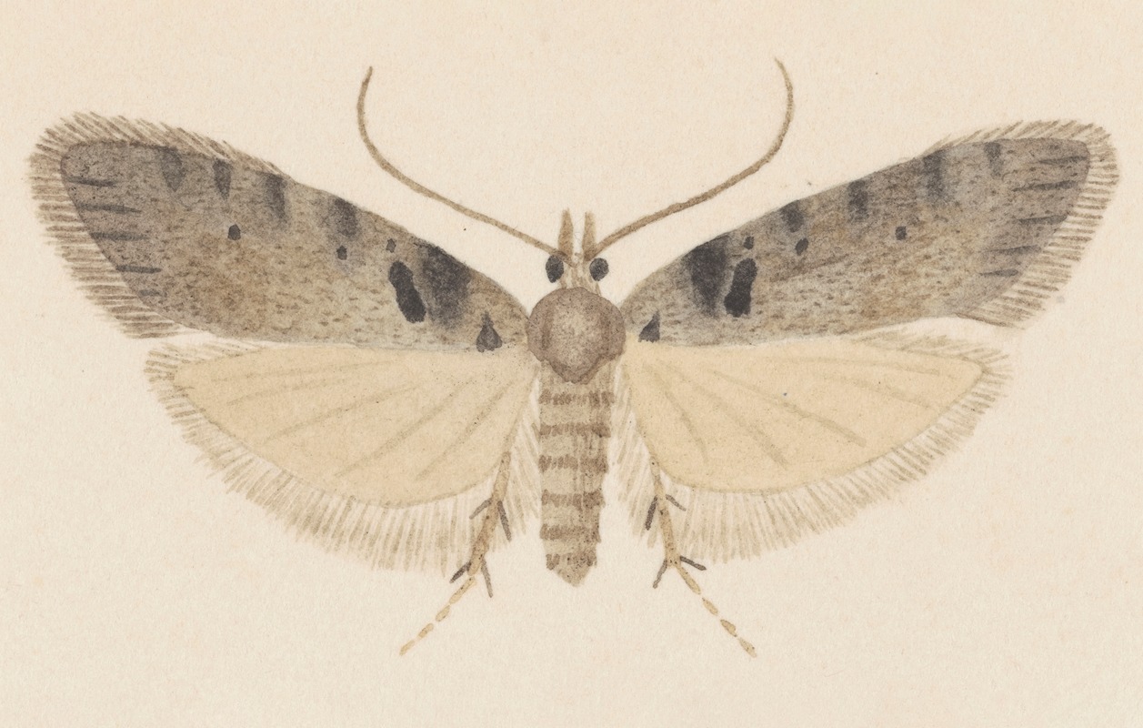 Entomology watercolour Pl.113 by George Hudson — digital art print download