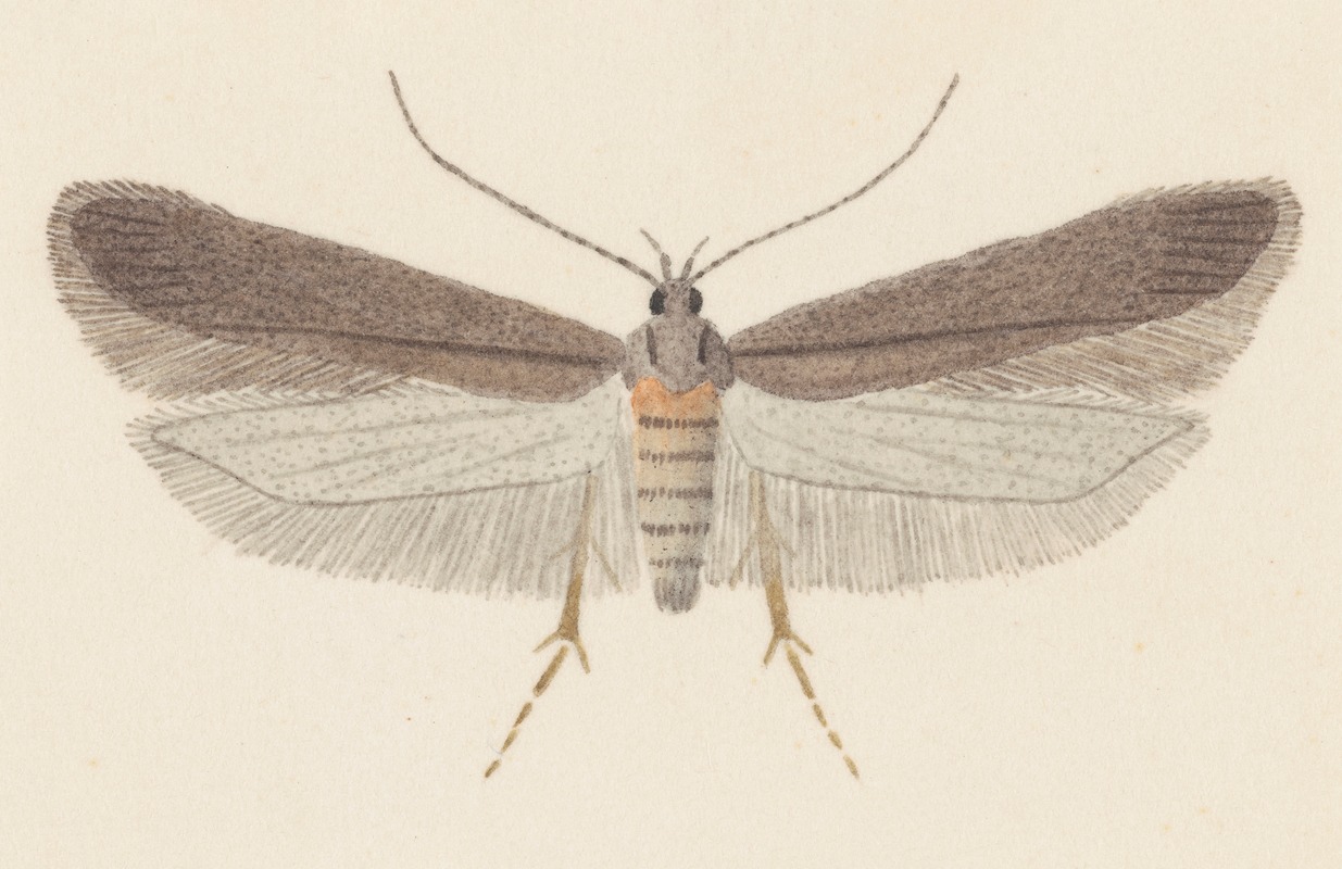 Entomology watercolour Pl.114 — George Hudson