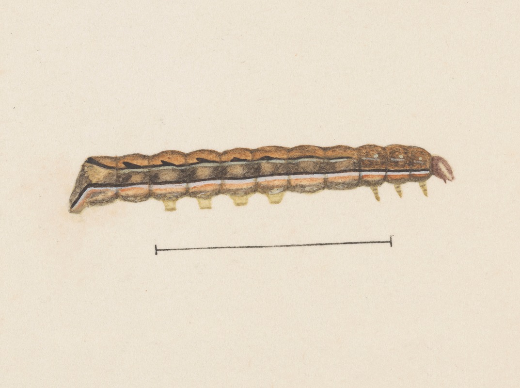 Entomology watercolour Pl.115 — George Hudson