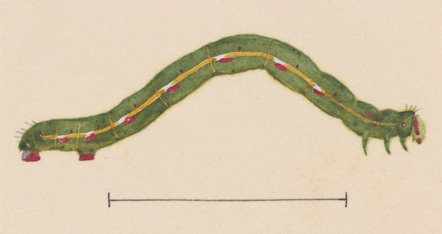 Entomology watercolour Pl.116 by George Hudson — digital art print download