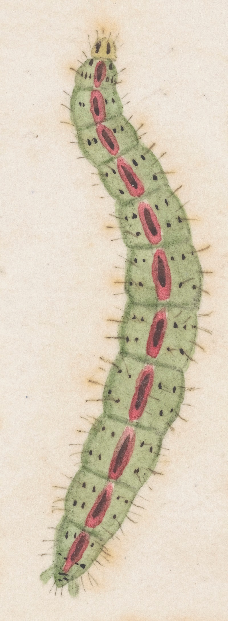 Entomology watercolour Pl.117 — George Hudson