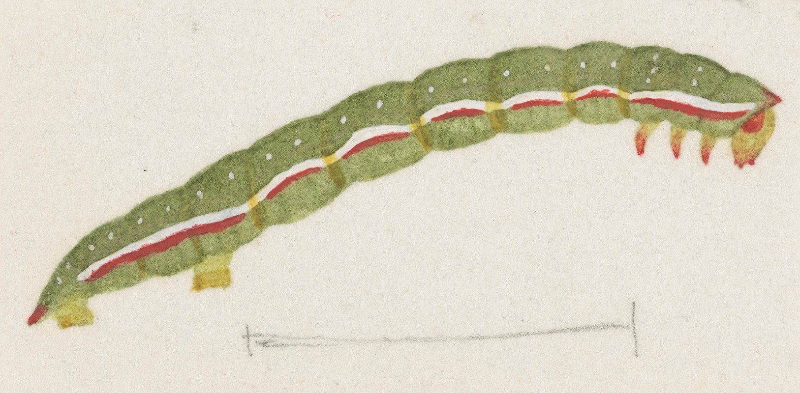 Entomology watercolour Pl.118 — George Hudson