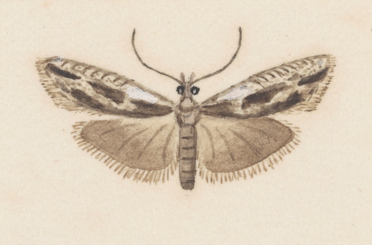 Entomology watercolour Pl.119 — George Hudson