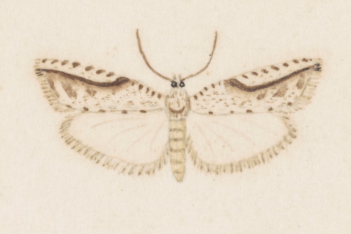 Entomology watercolour Pl.120 by George Hudson — digital art print download