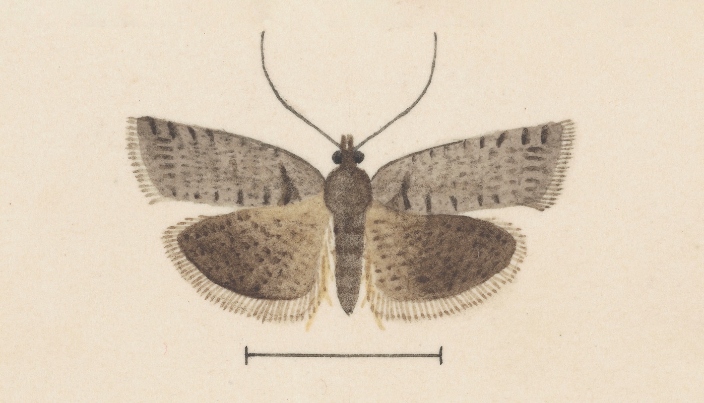 Entomology watercolour Pl.121 by George Hudson — digital art print download