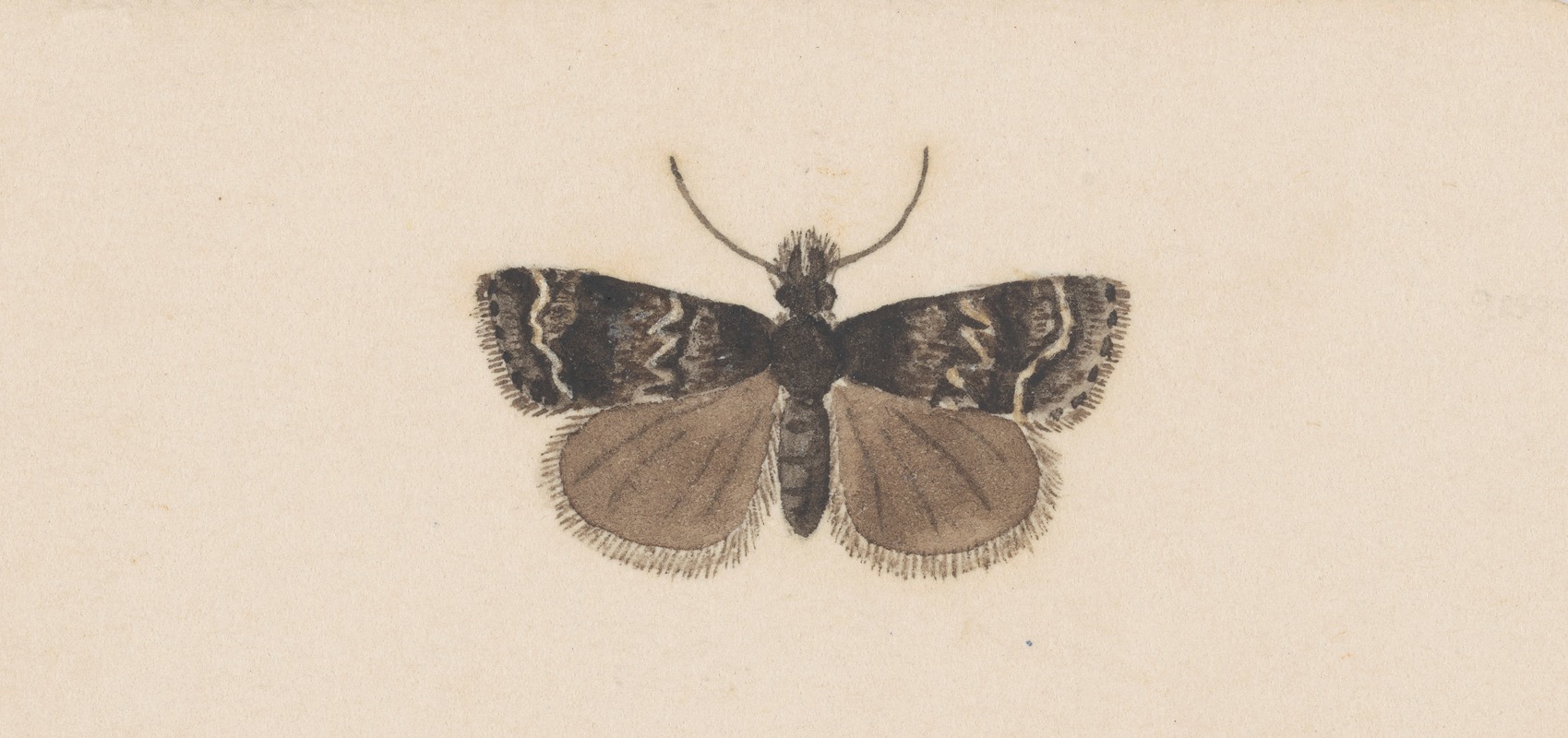 Entomology watercolour Pl.122 by George Hudson — digital art print download