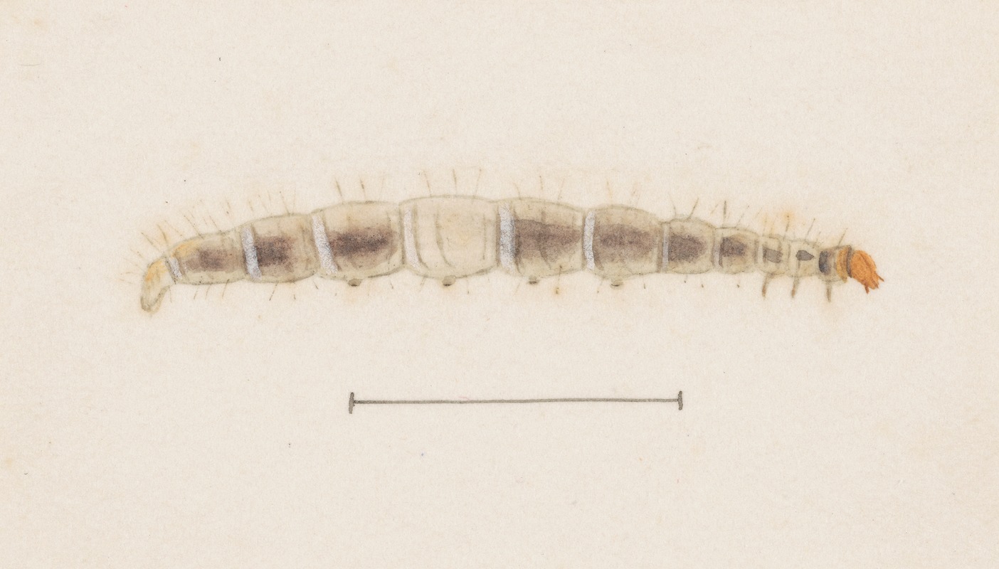 Entomology watercolour Pl.123 by George Hudson — digital art print download