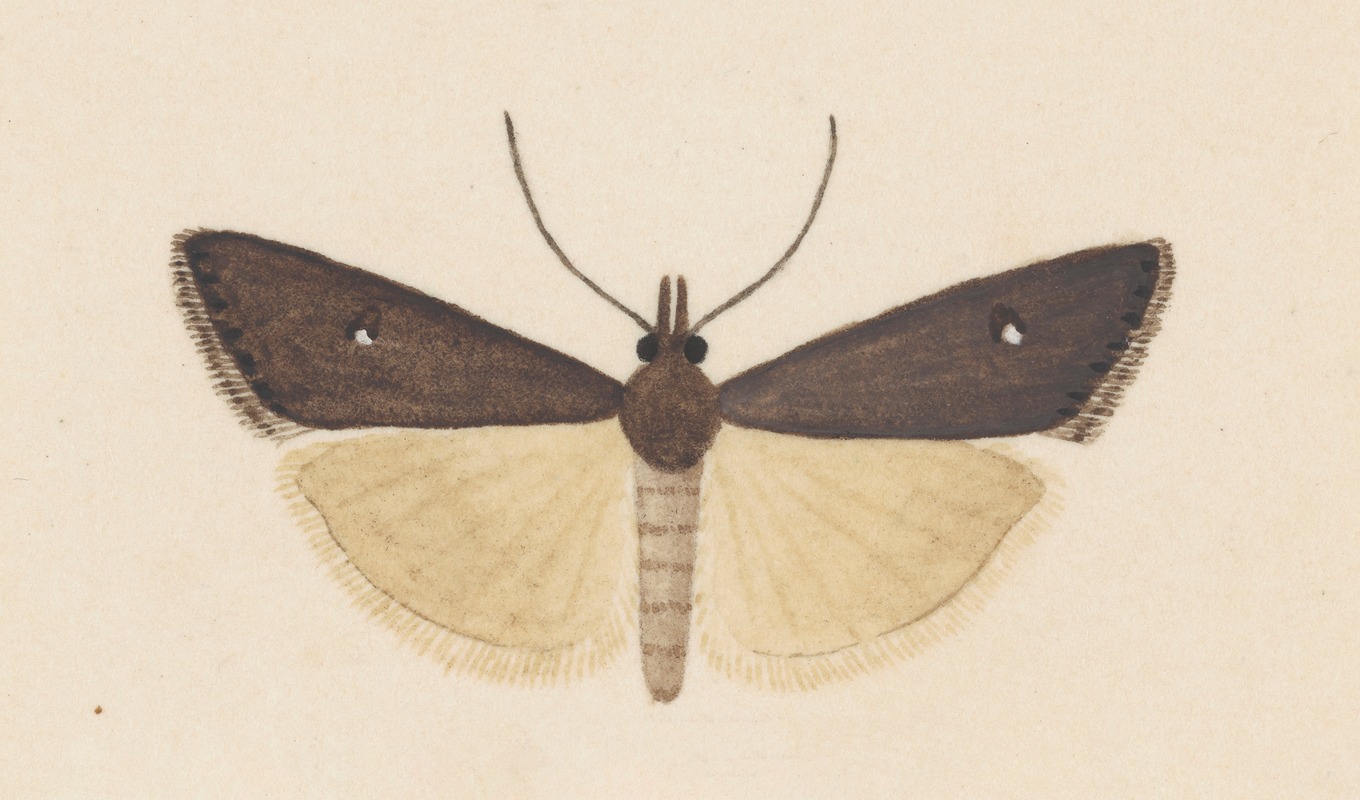 Entomology watercolour Pl.124 by George Hudson — digital art print download