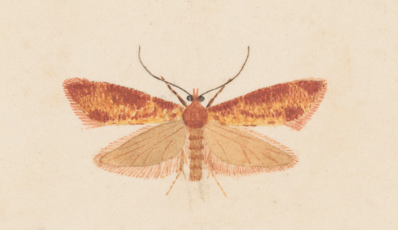 Entomology watercolour Pl.125 — George Hudson