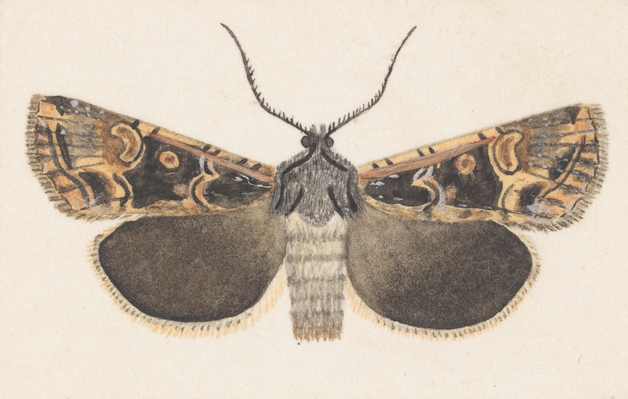 Entomology watercolour Pl.127 — George Hudson