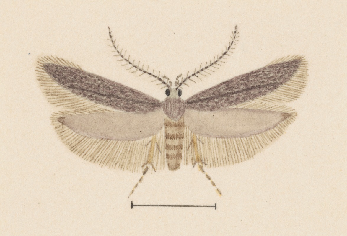 Entomology watercolour Pl.128 by George Hudson — digital art print download