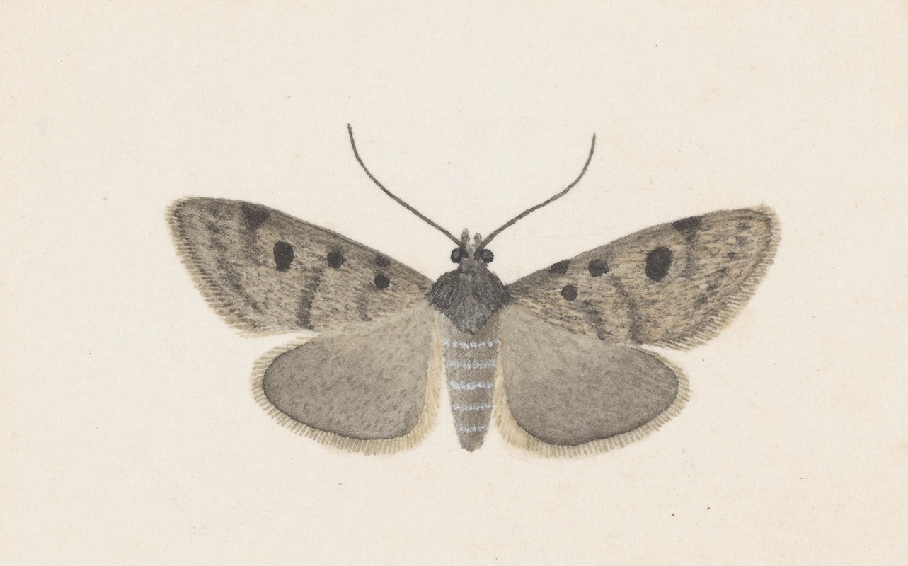 Entomology watercolour Pl.129 by George Hudson — digital art print download