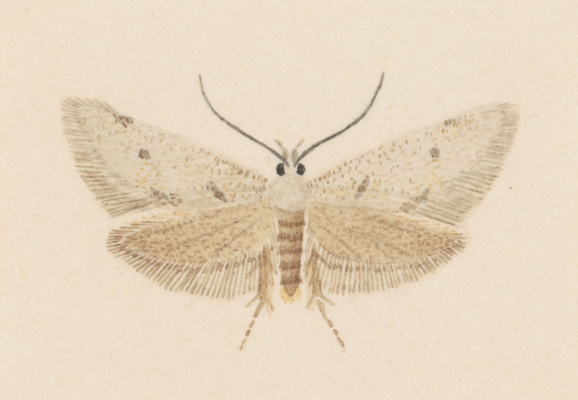 Entomology watercolour Pl.130 — George Hudson