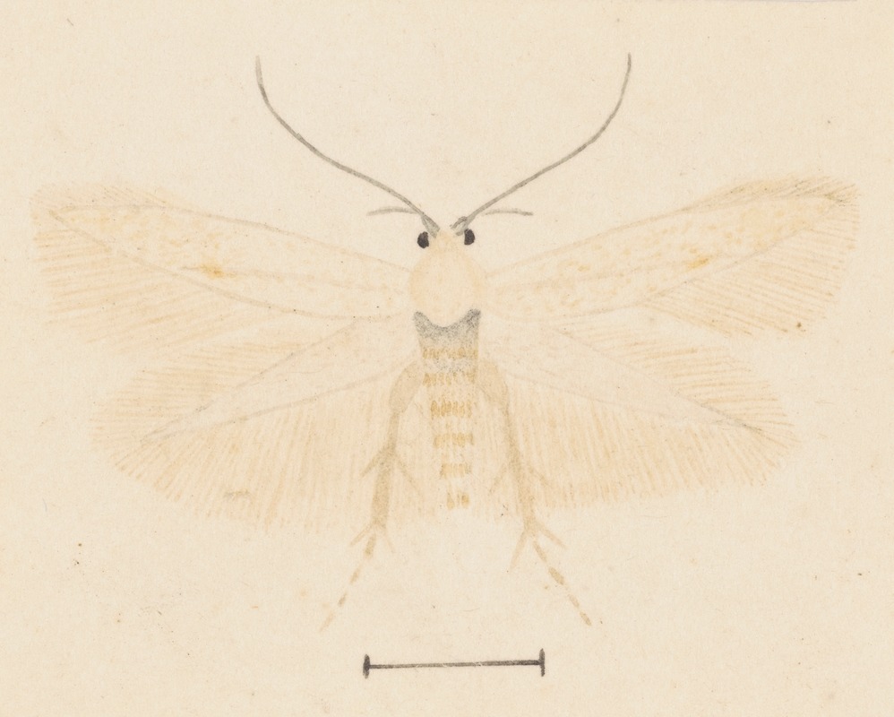 Entomology watercolour Pl.131 by George Hudson — digital art print download