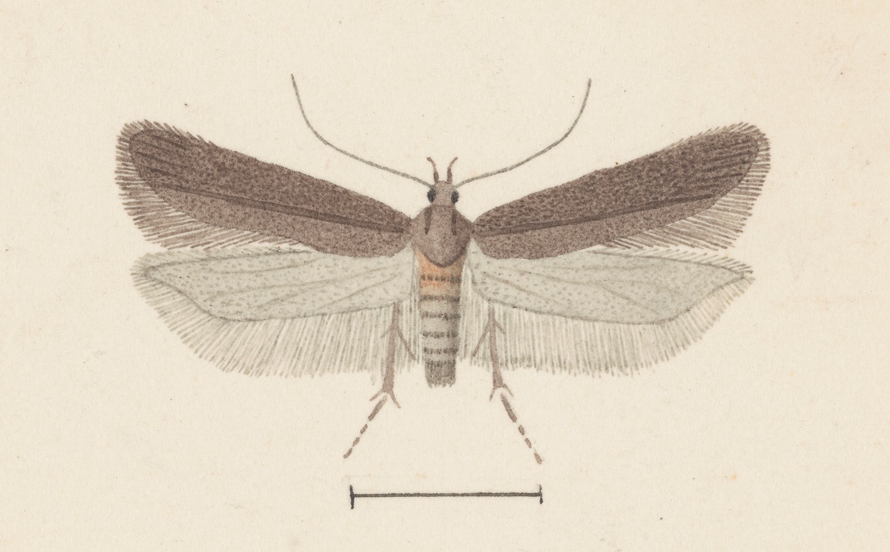 Entomology watercolour Pl.132 by George Hudson — digital art print download
