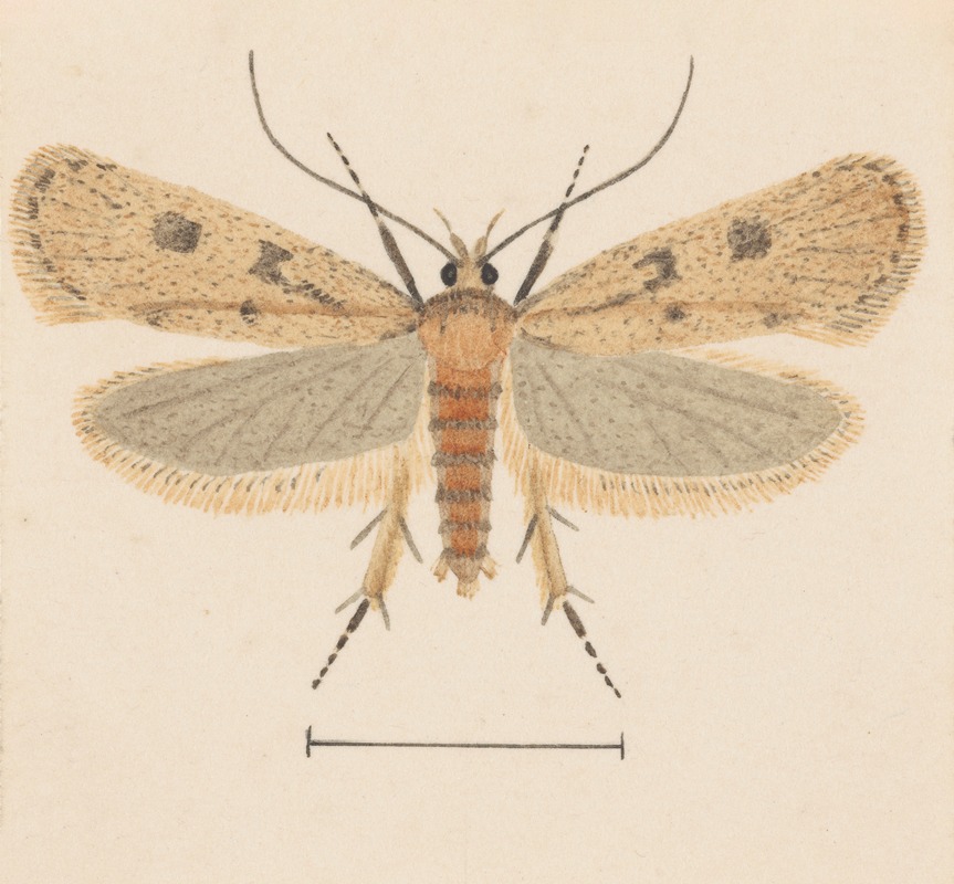 Entomology watercolour Pl.133 — George Hudson
