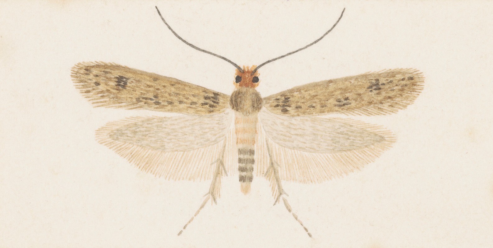 Entomology watercolour Pl.135 by George Hudson — digital art print download