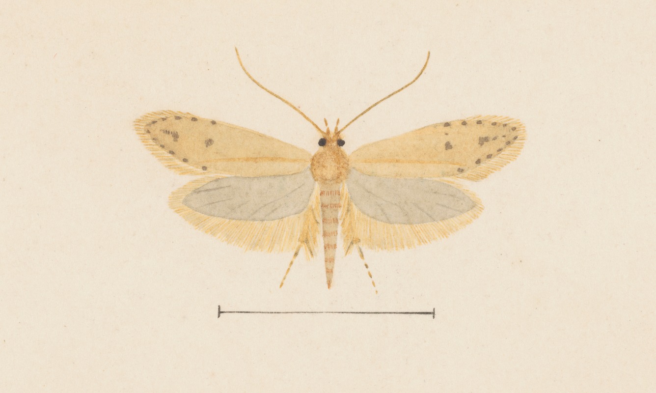 Entomology watercolour Pl.137 — George Hudson