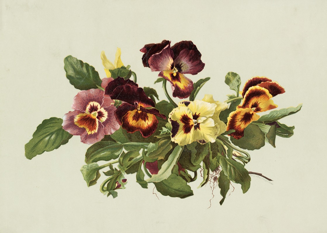 Pansies by Olive E Whitney, 1861–1897 — digital art print download