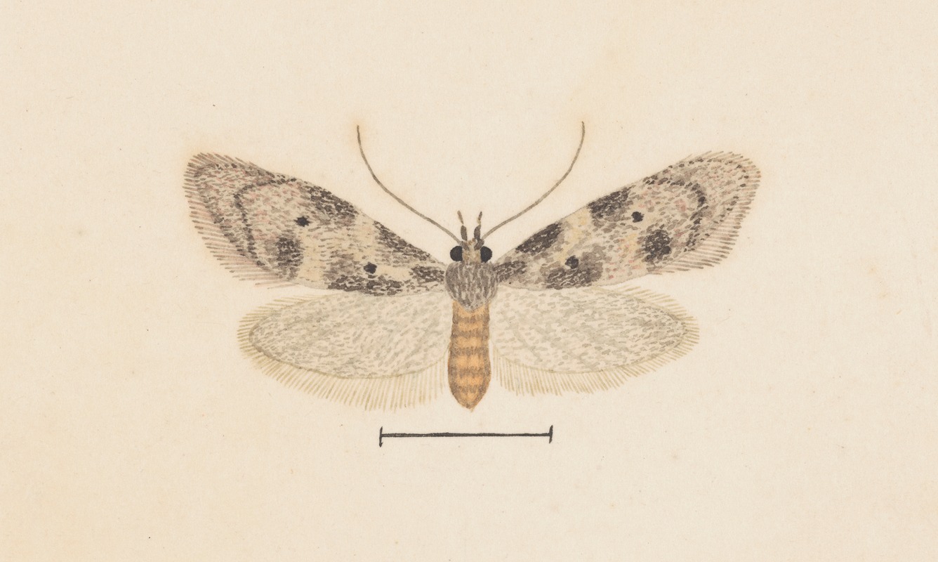 Entomology watercolour Pl.138 — George Hudson