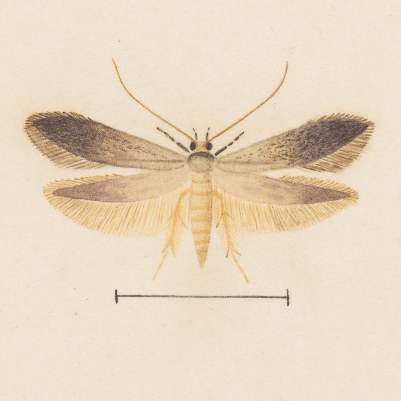 Entomology watercolour Pl.139 — George Hudson