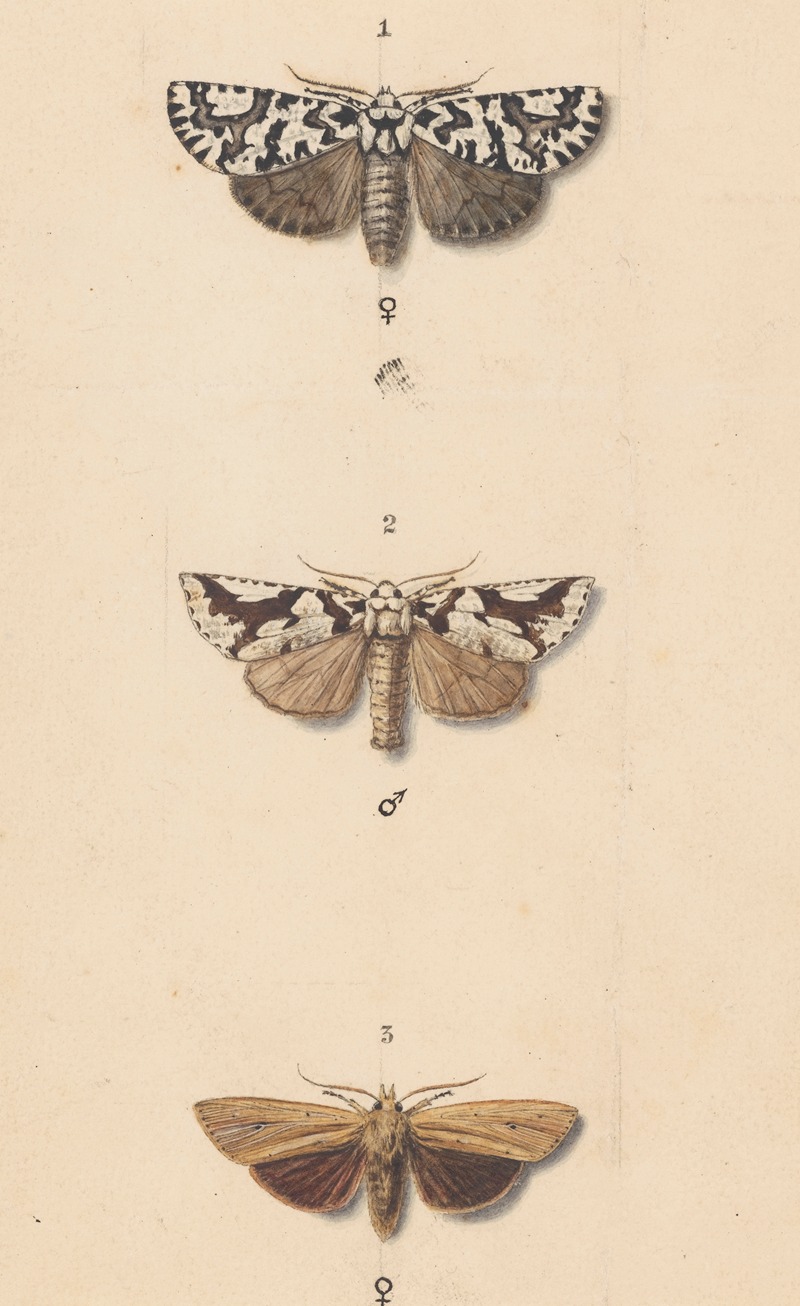 Entomology watercolour Pl.140 — George Hudson