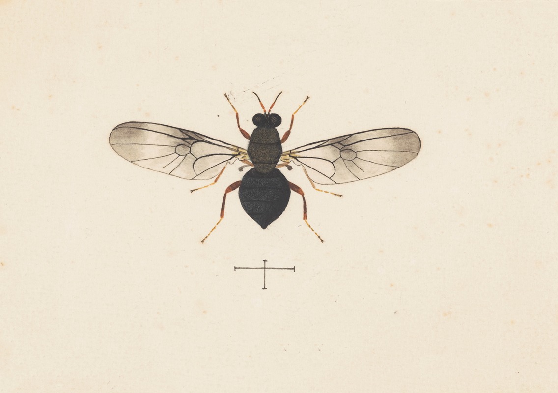 Entomology watercolour Pl.141 — George Hudson